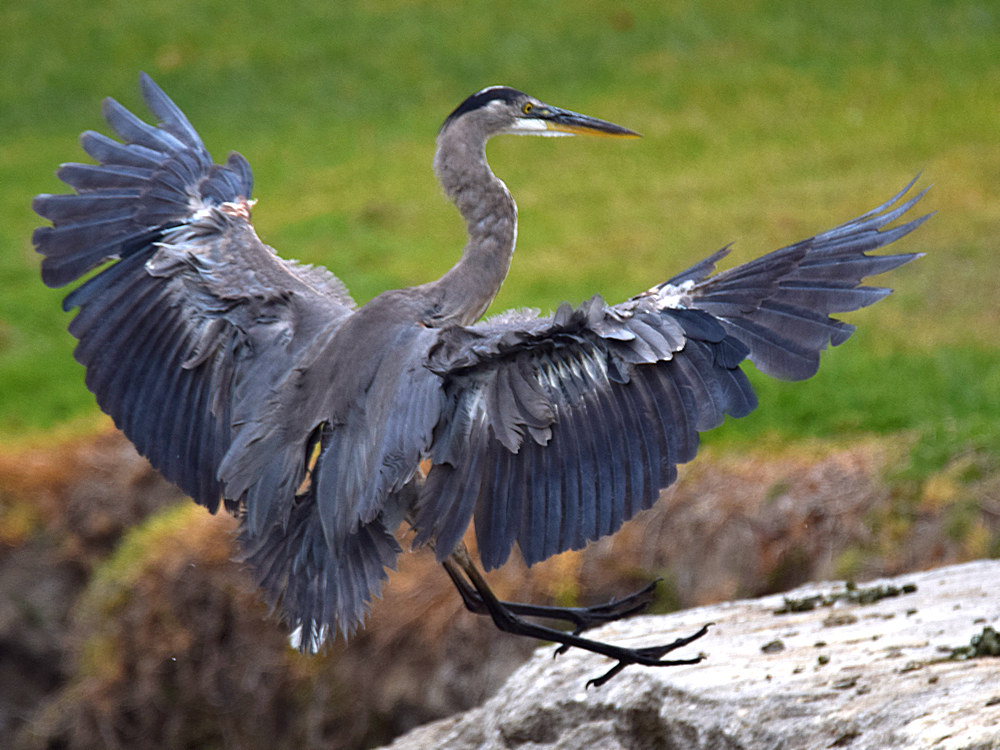 Heron3.jpg