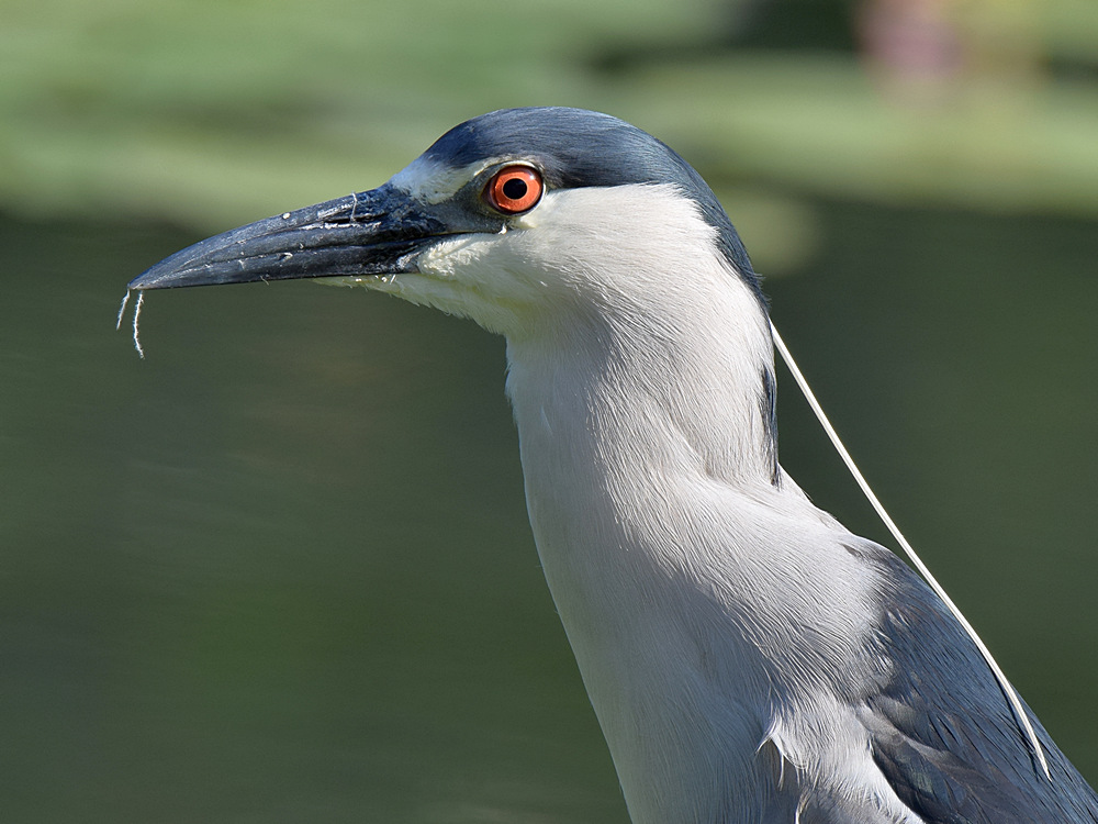 Heron3.jpg