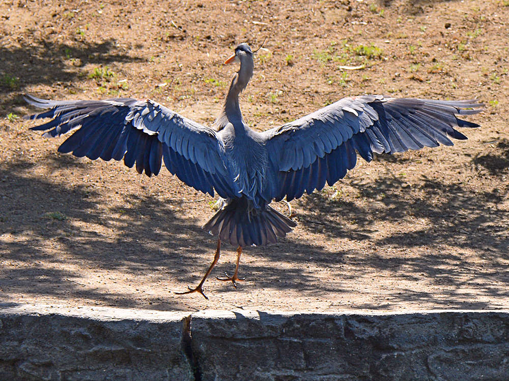 Heron3.jpg
