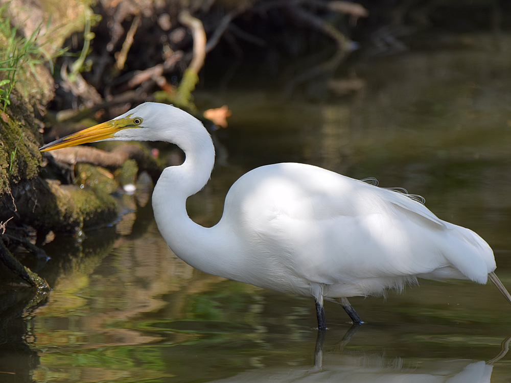 Heron3.jpg