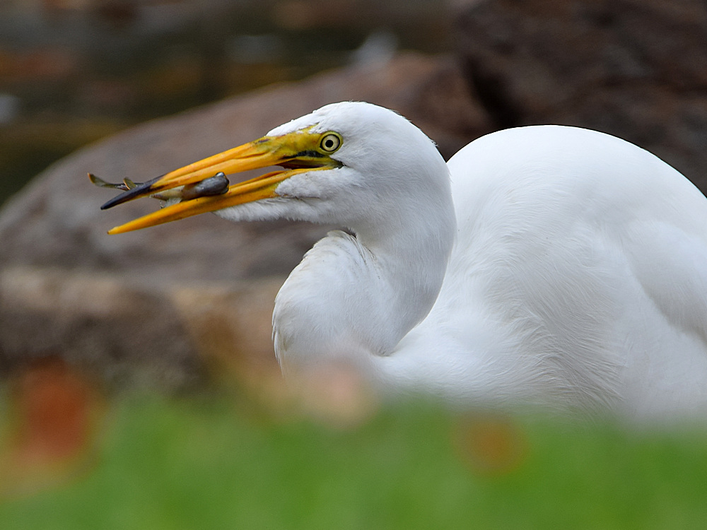 Heron3.jpg