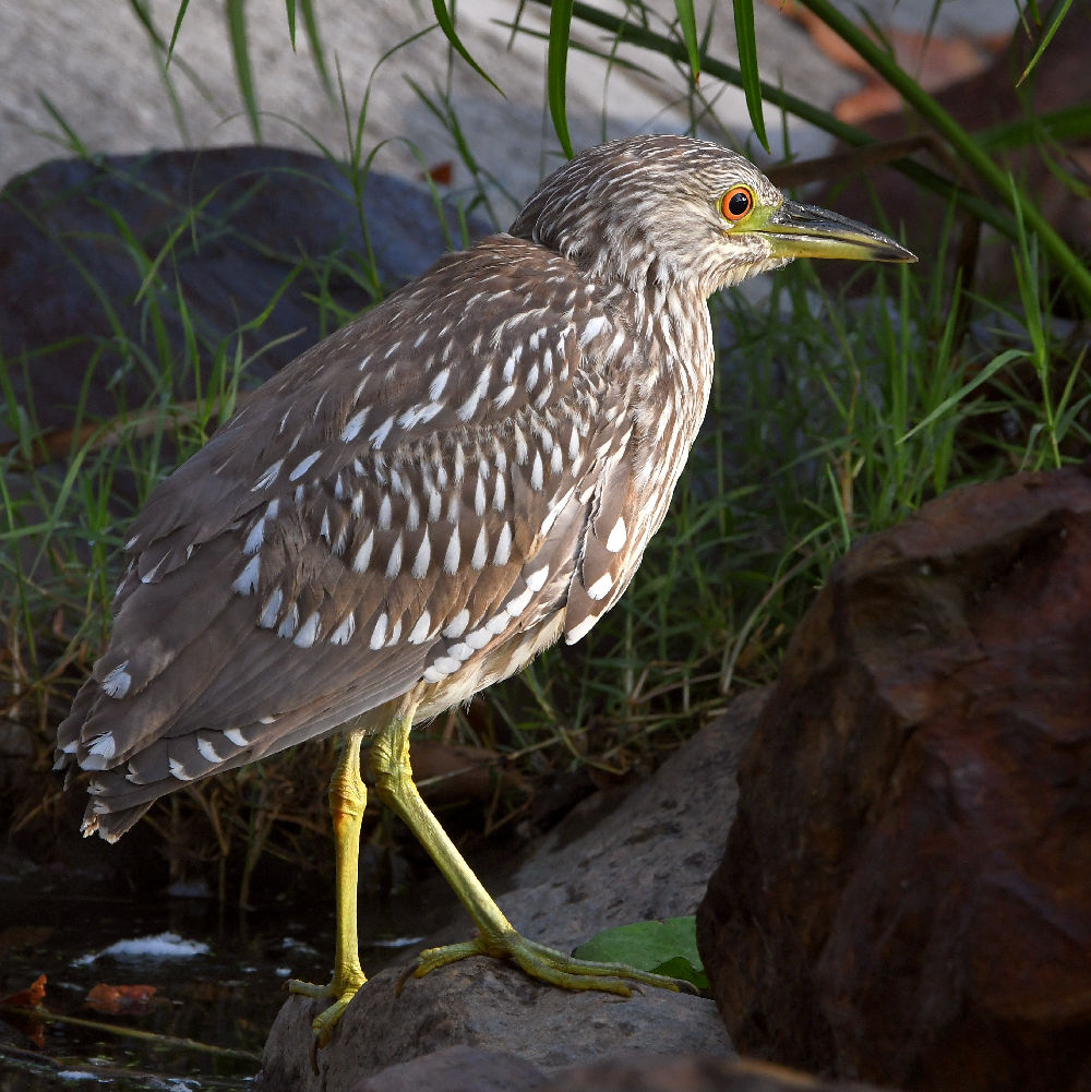 Heron3.jpg