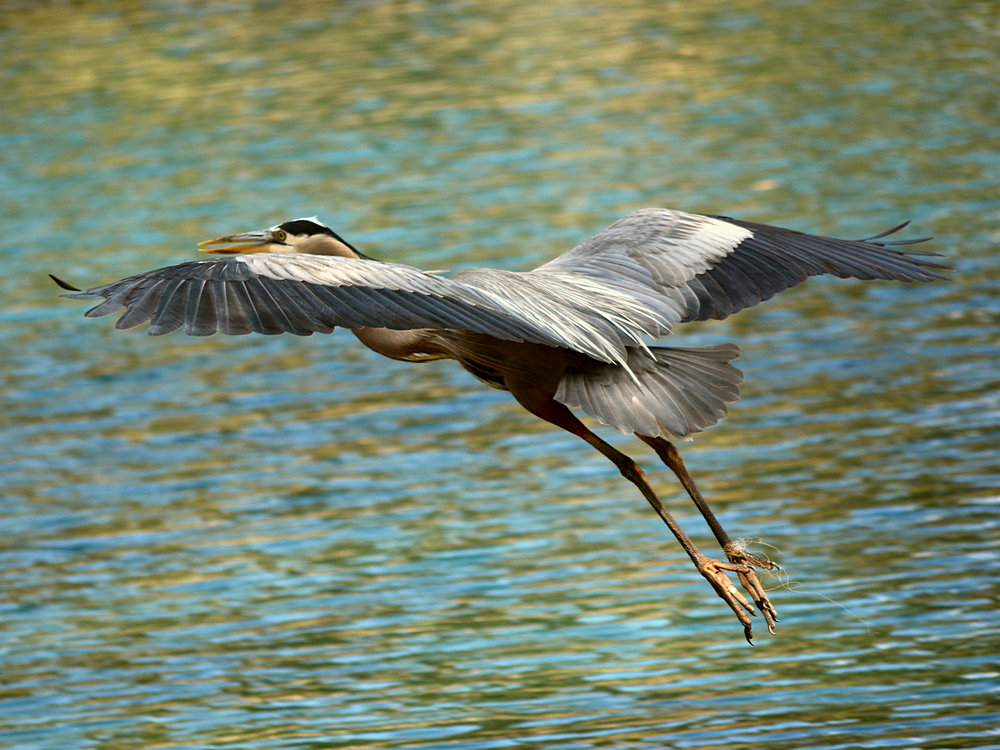 Heron3.jpg