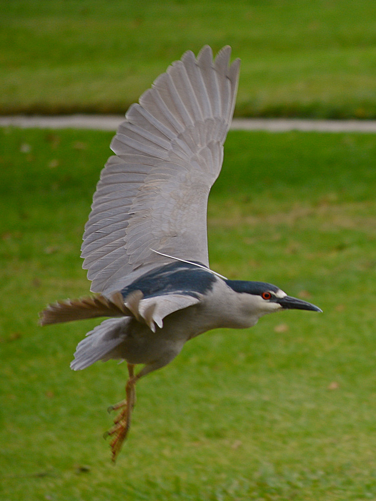 Heron3.jpg