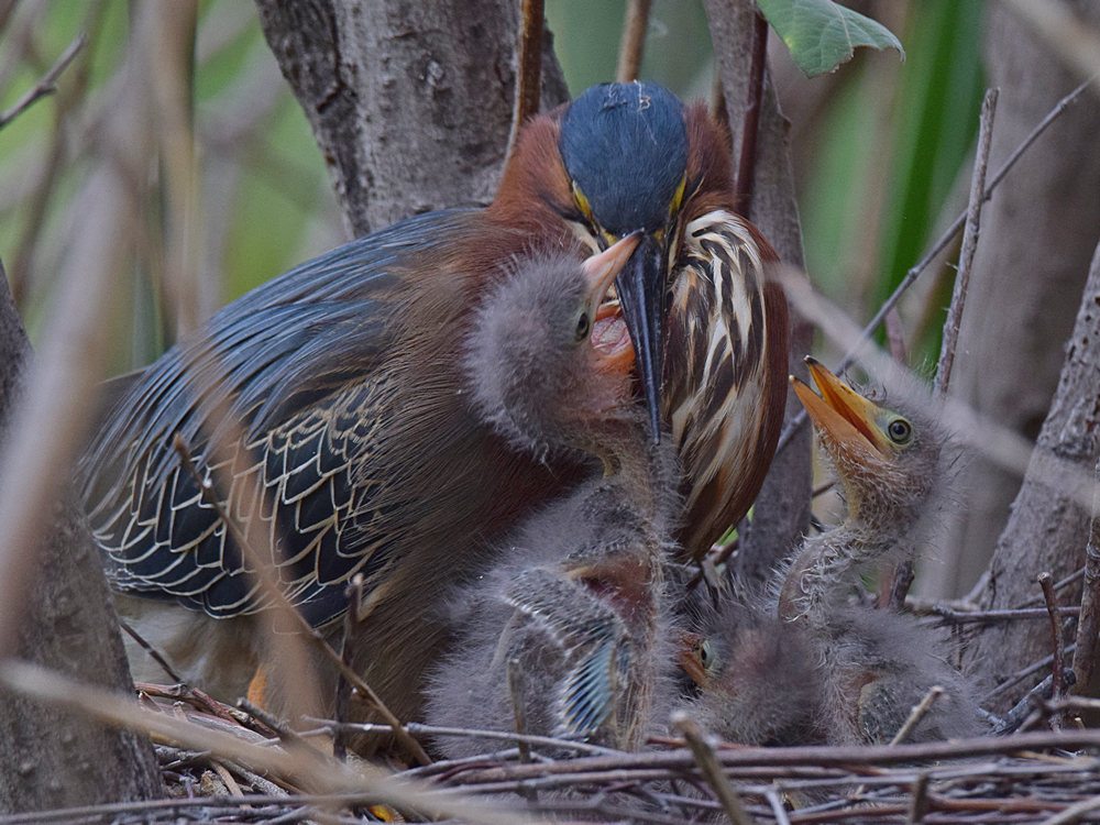 Heron3_2015-04-21.jpg