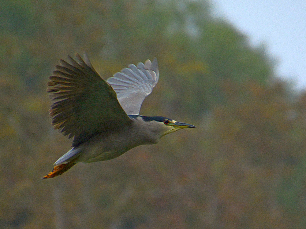Heron4.jpg