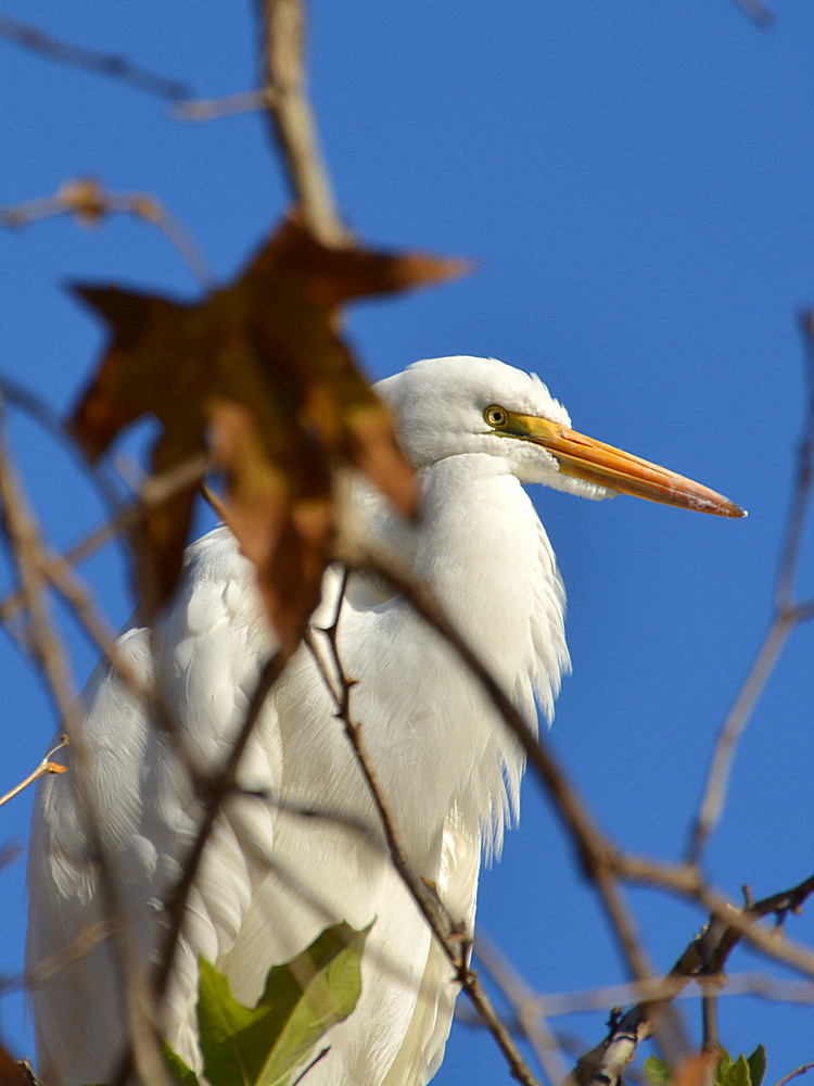 Heron4.jpg