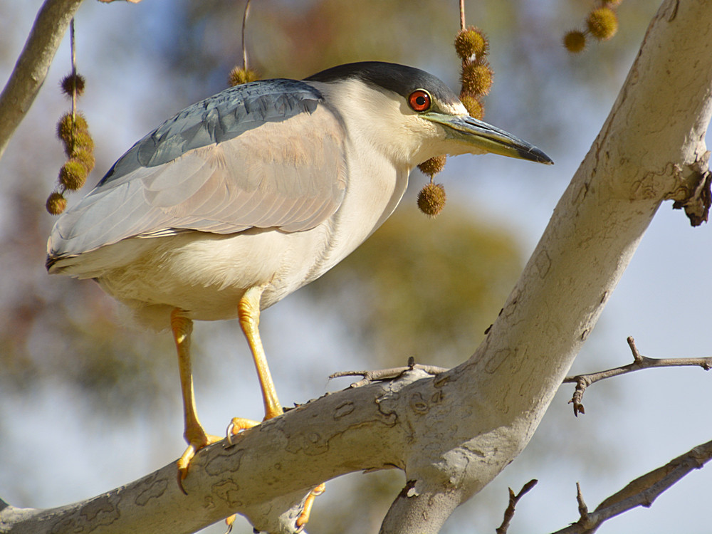Heron4.jpg