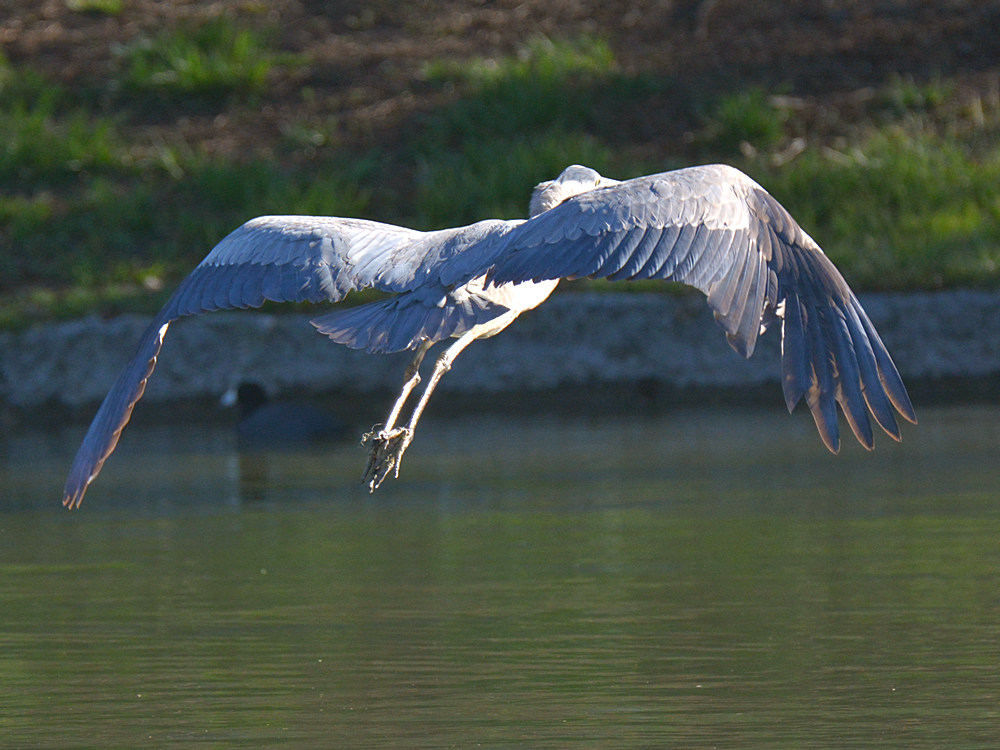 Heron4.jpg