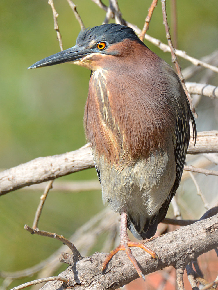 Heron4.jpg