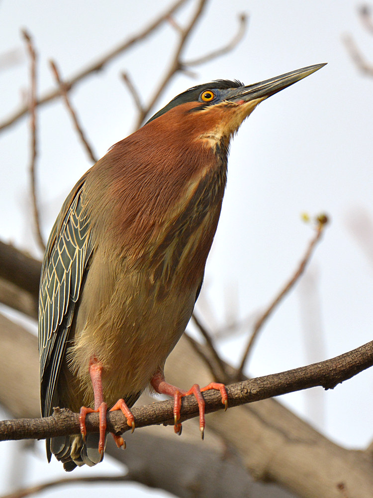 Heron4.jpg