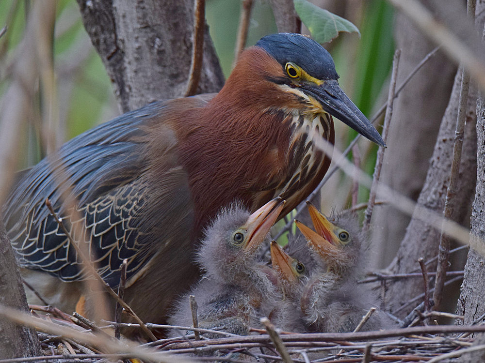 Heron4.jpg