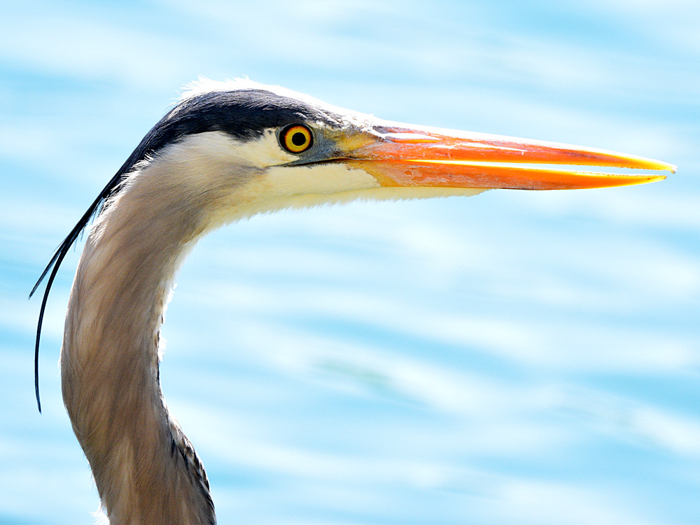 Heron4.jpg