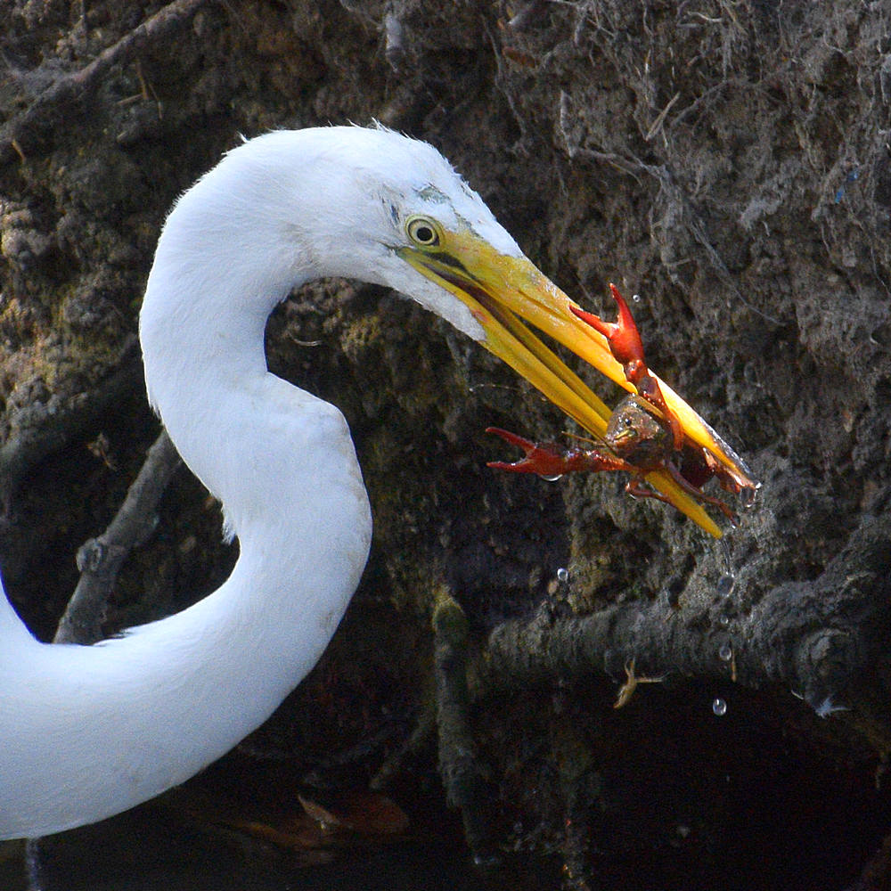 Heron4.jpg