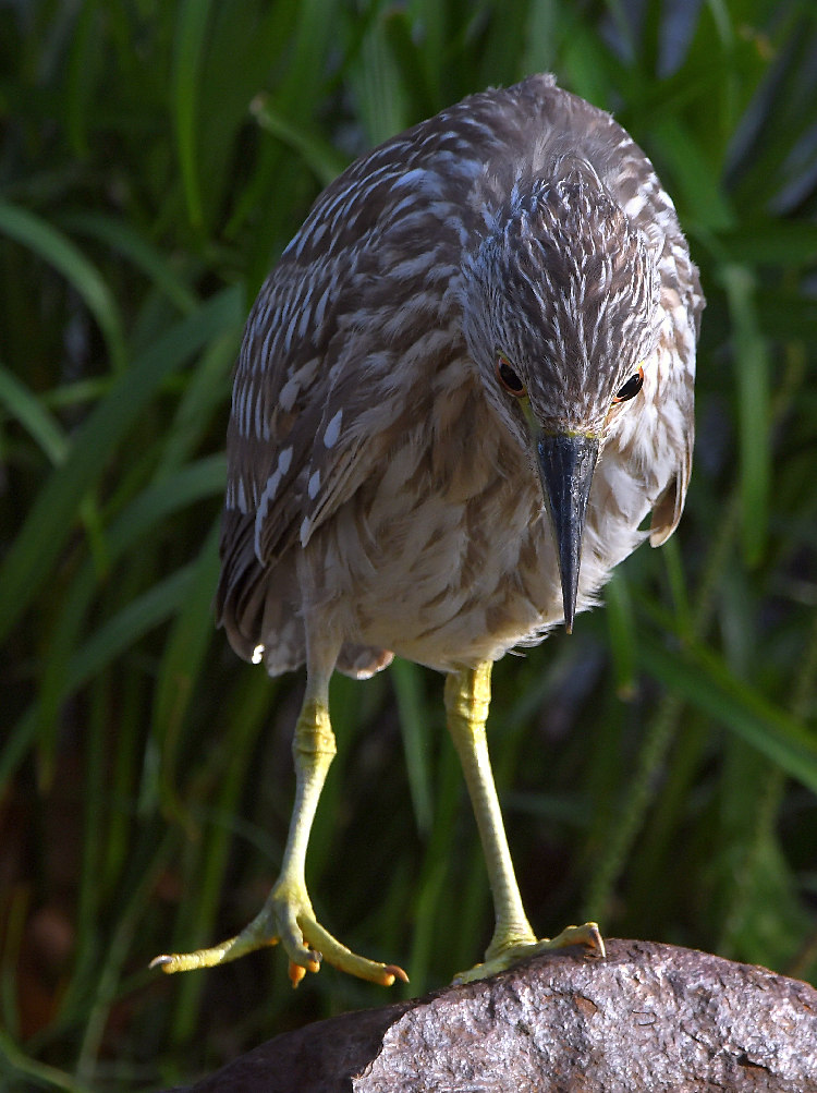 Heron4.jpg
