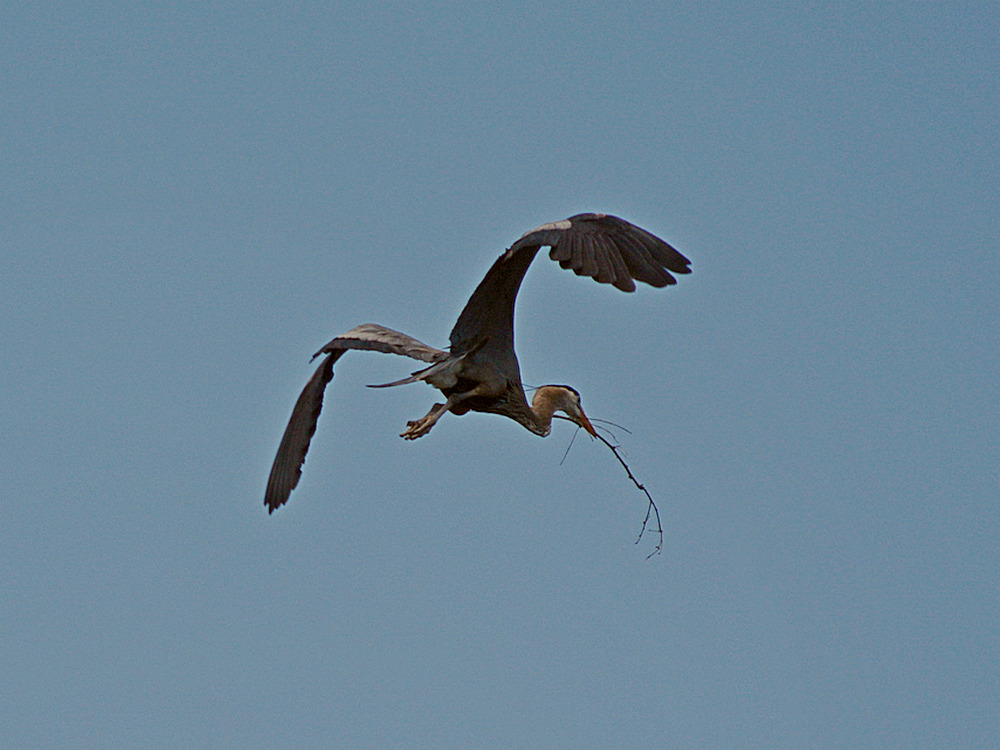 Heron4.jpg