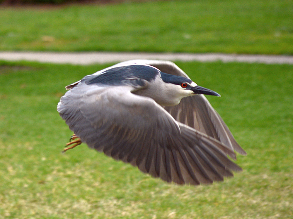 Heron4.jpg