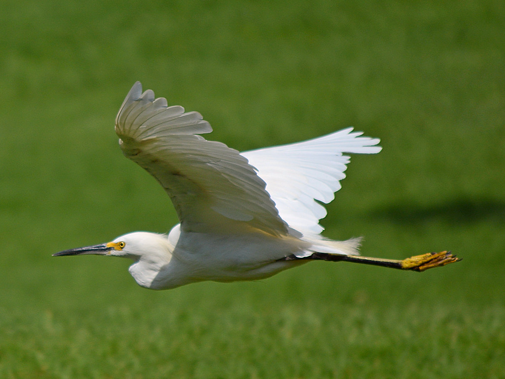 Heron5.jpg