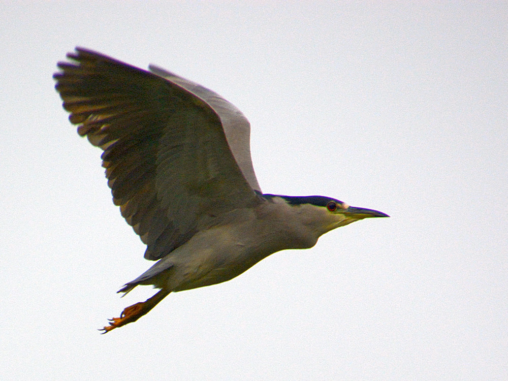 Heron5.jpg