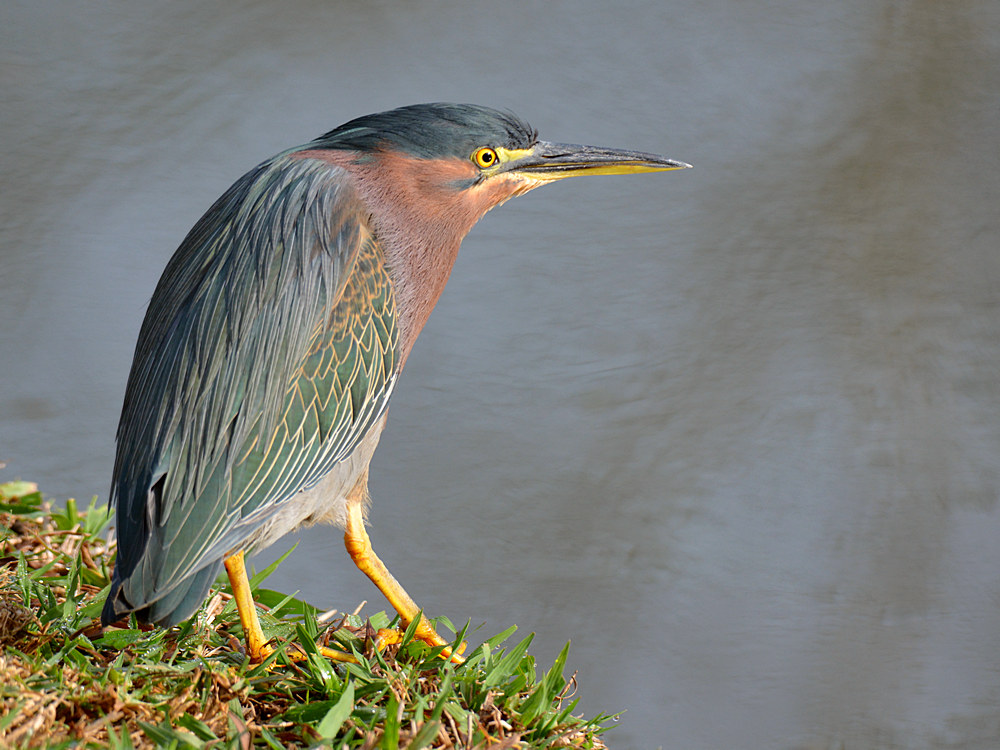 Heron5.jpg