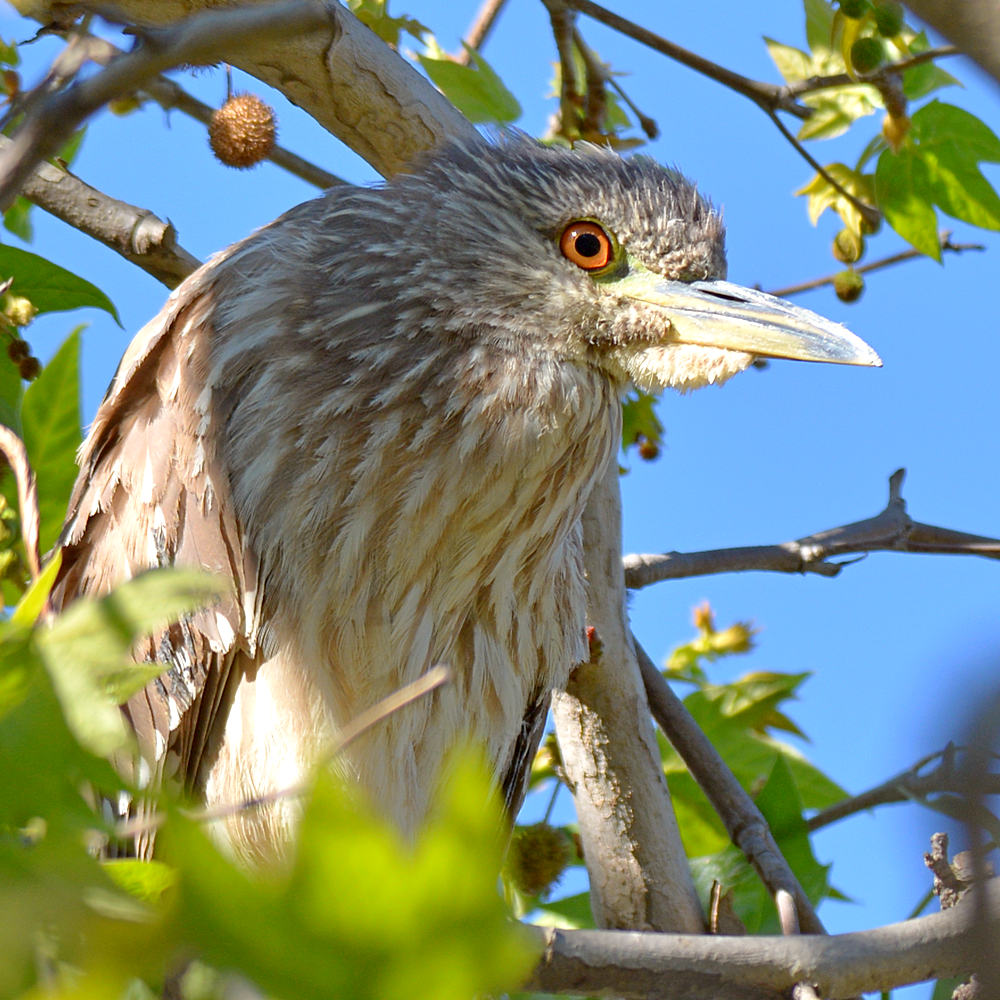 Heron5.jpg