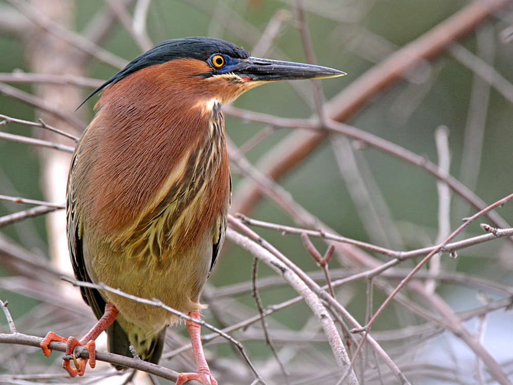 Heron5.jpg