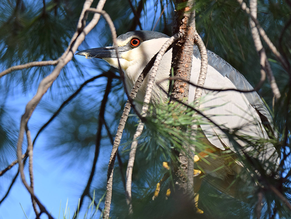 Heron5.jpg
