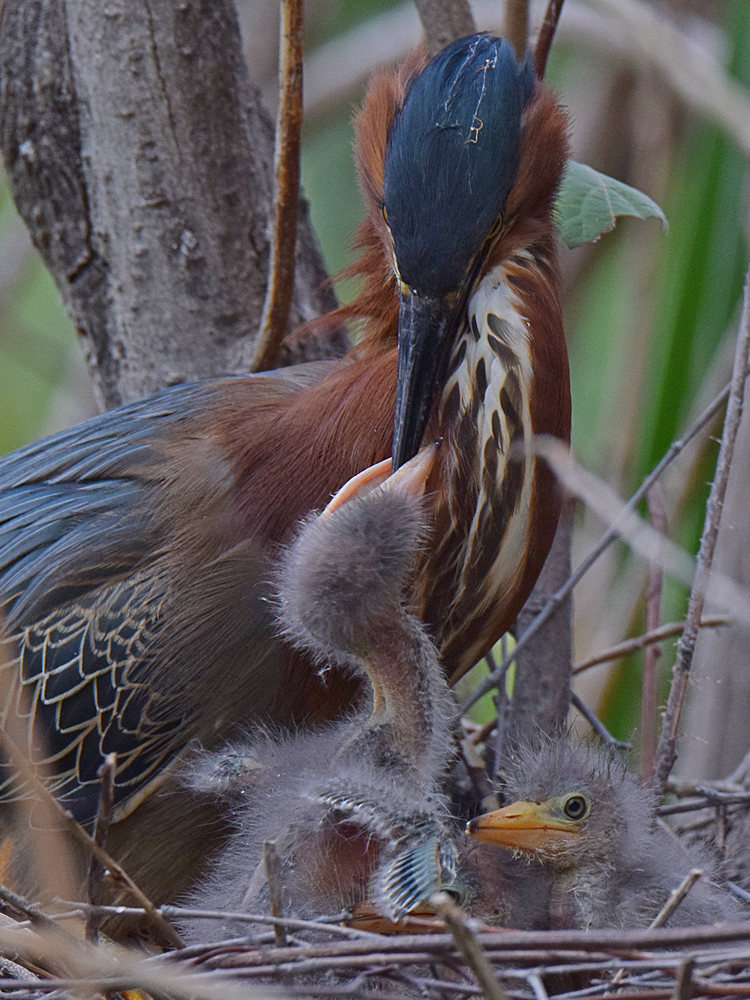 Heron5.jpg