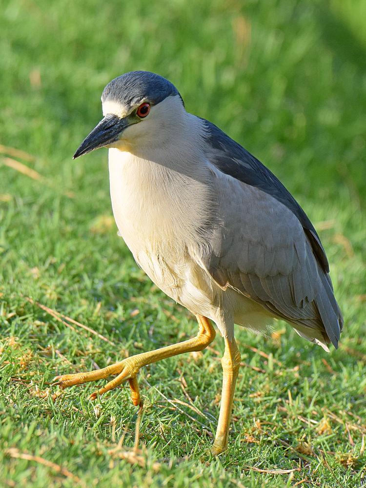 Heron5.jpg