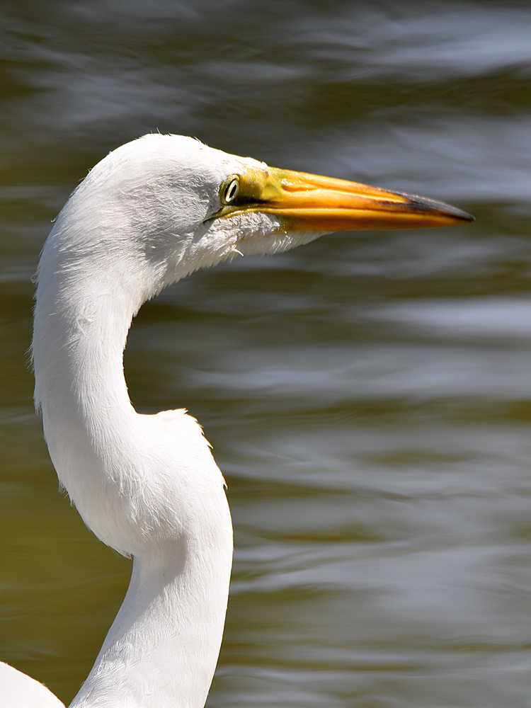 Heron5.jpg