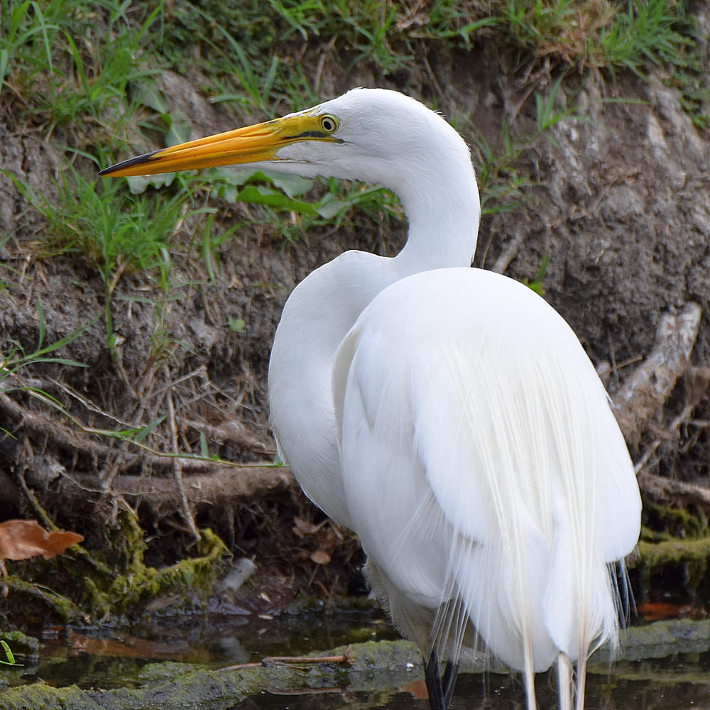 Heron5.jpg