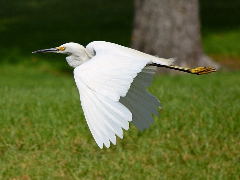 Heron6.jpg
