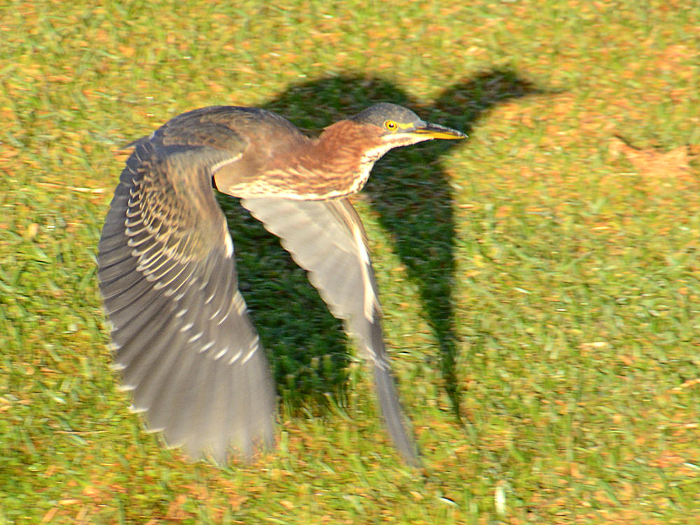 Heron6.jpg