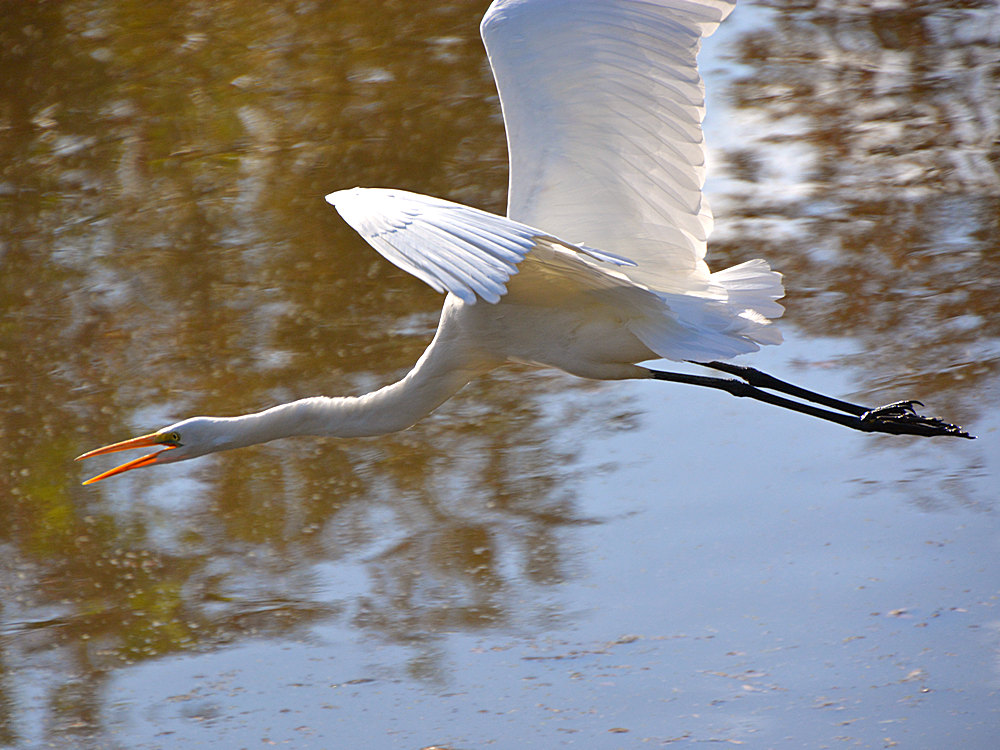 Heron6.jpg