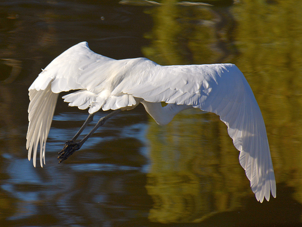Heron6.jpg
