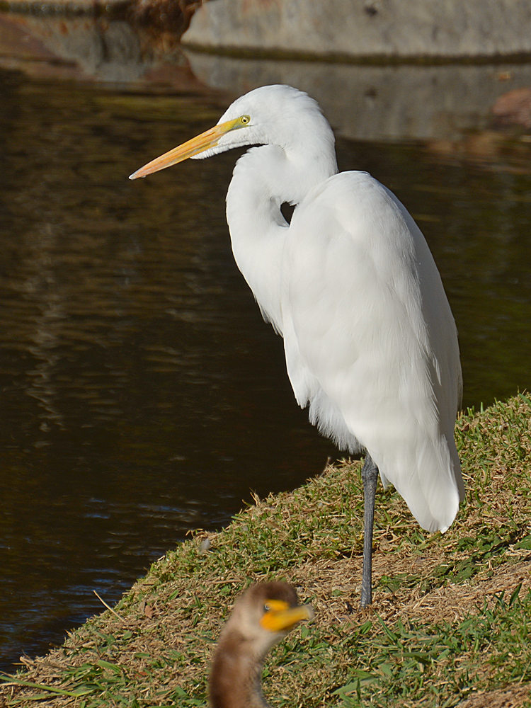 Heron6.jpg
