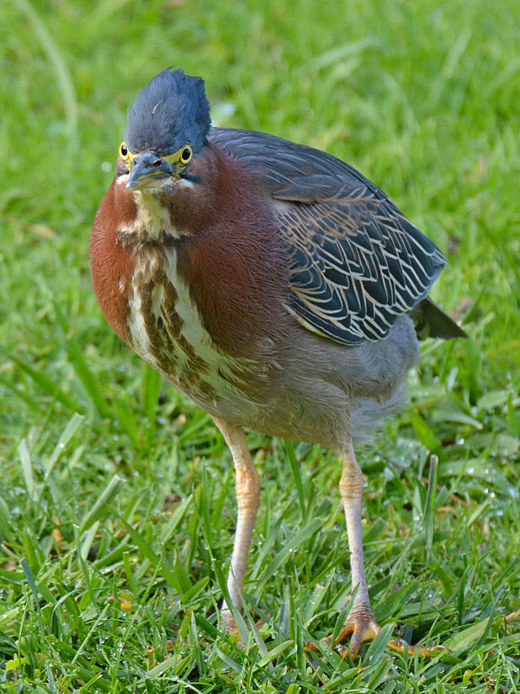Heron6.jpg