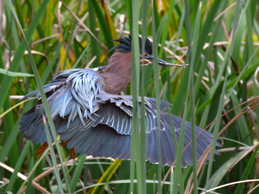 Heron6.jpg