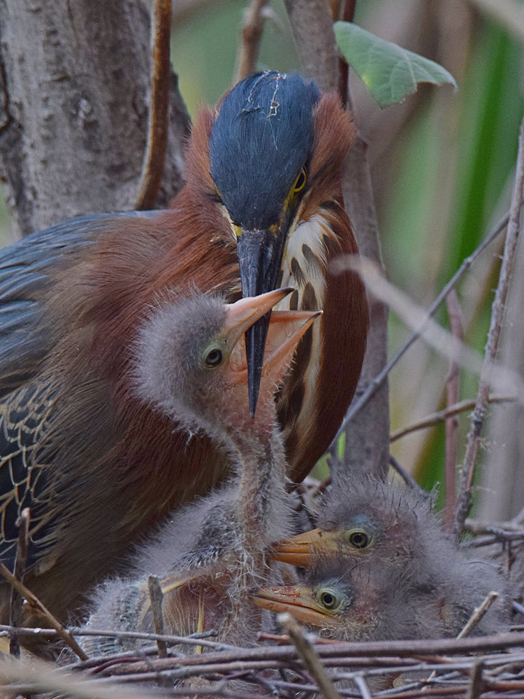 Heron6.jpg