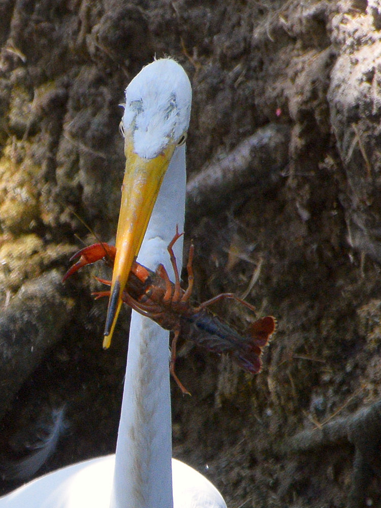 Heron6.jpg