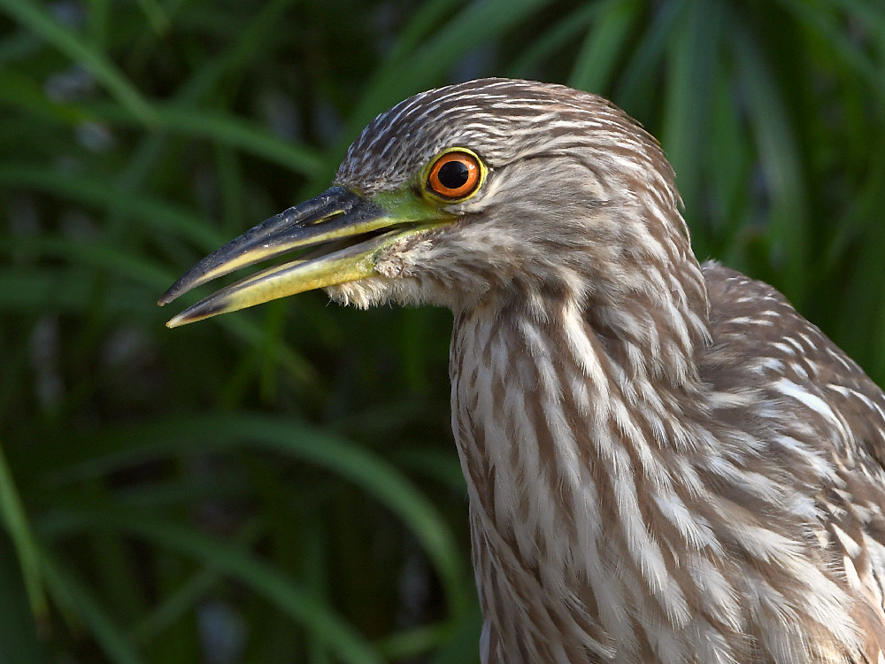 Heron6.jpg