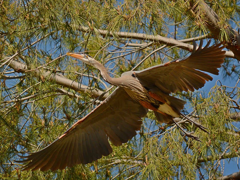 Heron6.jpg