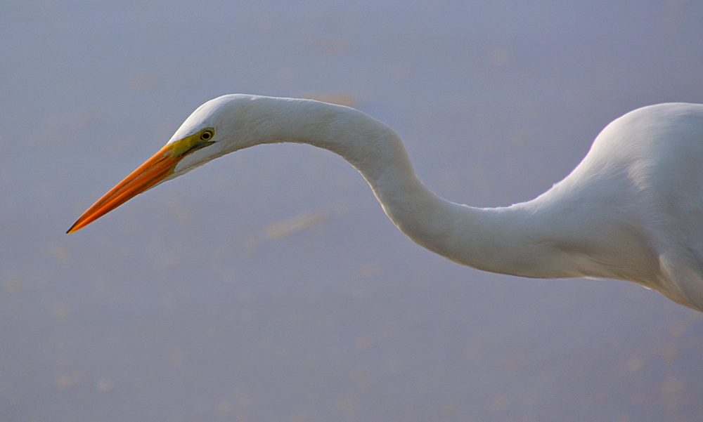 Heron7.jpg