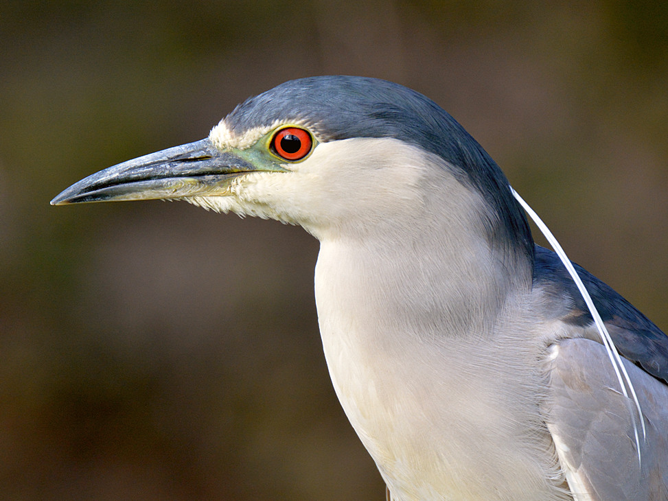 Heron7.jpg