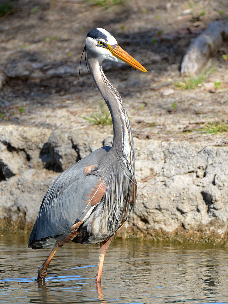 Heron7.jpg