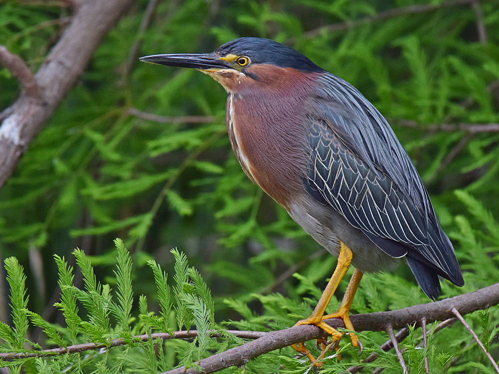 Heron7.jpg