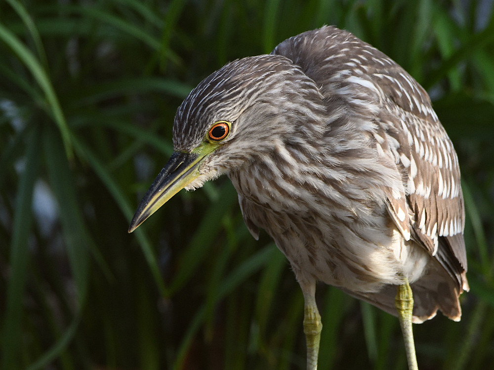 Heron7.jpg
