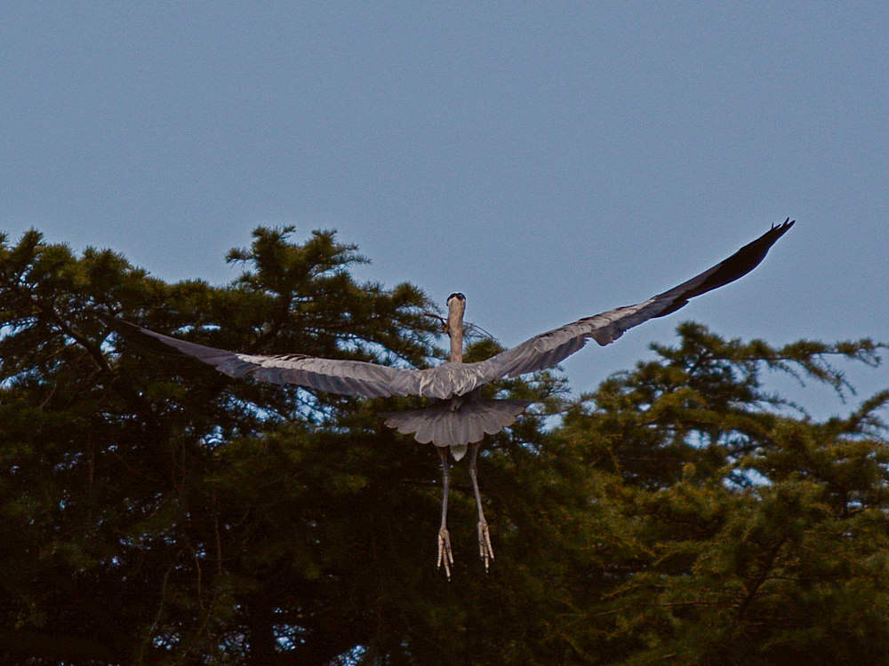 Heron7.jpg