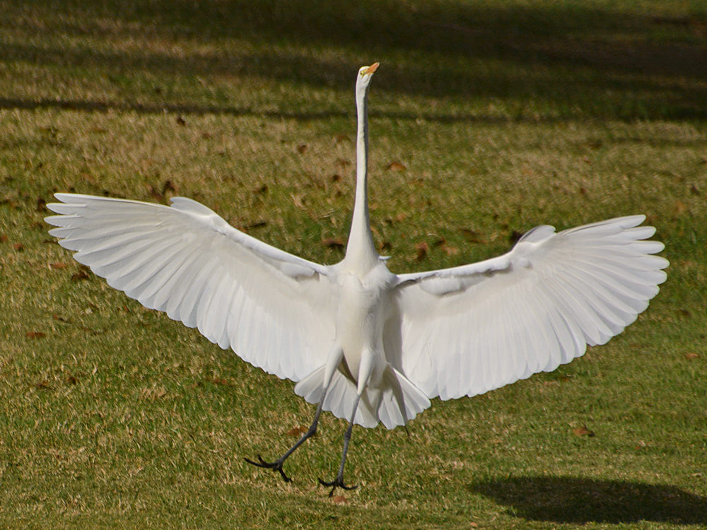 Heron8.jpg