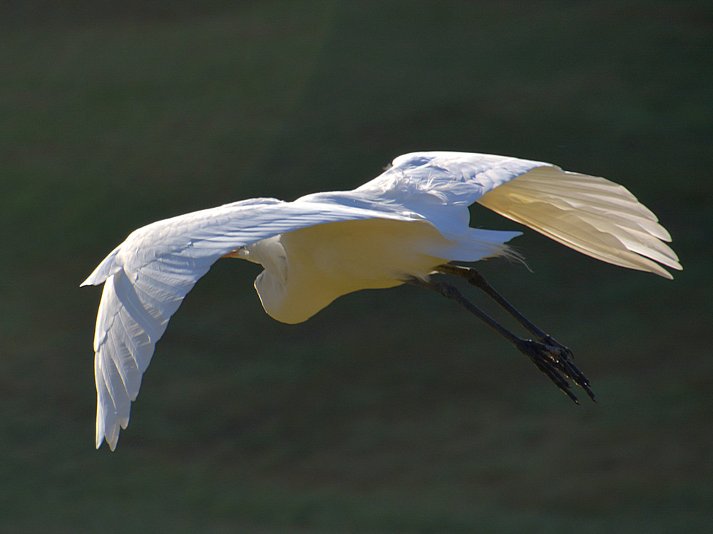 Heron8.jpg